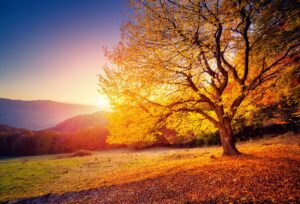 Golden tree with fall foliage glows in sunset light over a valley with mountains in the background.