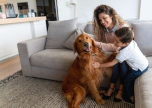 Mother and child petting a golden retriever in living room next to gray couch and wooden shelving unit.